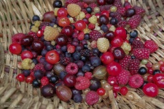 petits fruits