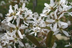 amelanchier ovalis