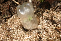 bouteilles anti limaces