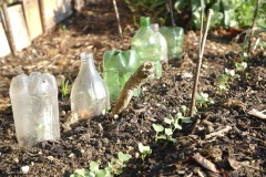 bouteilles anti limaces