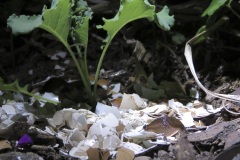 limaces et coquilles 'oeufs