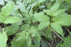 cuisine nature, aegopode