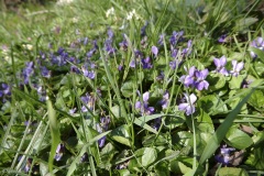 violette
