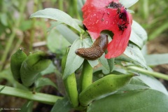 limaces et mollusques