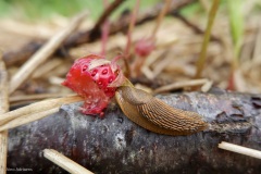 limaces et mollusques