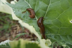 limaces et mollusques