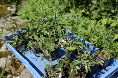 plants de tomates