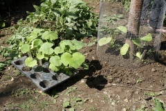 plantation de courges dans le poulailler