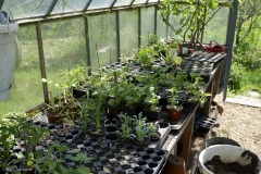 plantons prêts à planter!