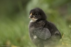 petit poussin au poulailler avec leur maman