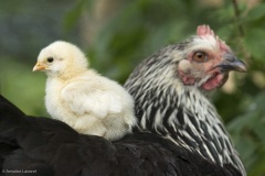 petit poussin sur le dos de leur mère