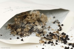 Sachet contenant un mélange de graines de fleurs des champs récoltées à la main.
