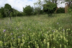 prairie