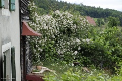 rosiers grimpants au mois de juin
