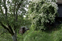 rosiers grimpants au mois de juin