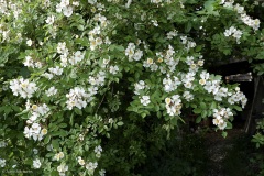 rosiers grimpants au mois de juin