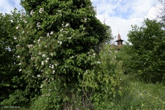 rosiers grimpants au mois de juin