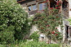 rosiers grimpants au mois de juin