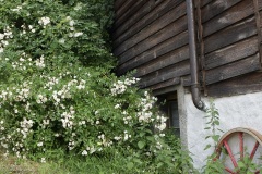 rosiers grimpants au mois de juin