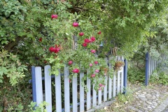 rosiers grimpants au mois de juin