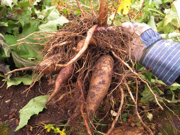 La poire de terre: un tubercule à adopter!