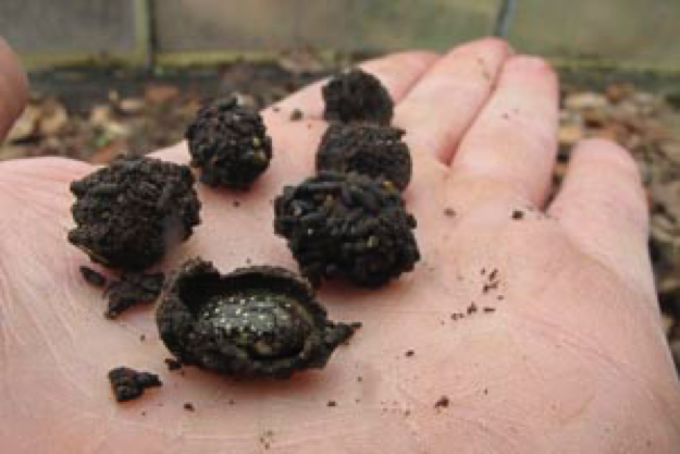Vous prendrez bien une petite truffe?