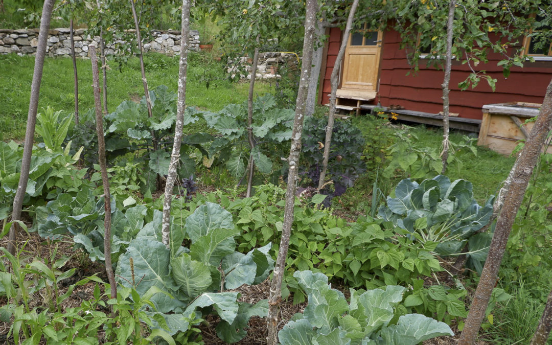 Introduction à la permaculture et applications au jardin