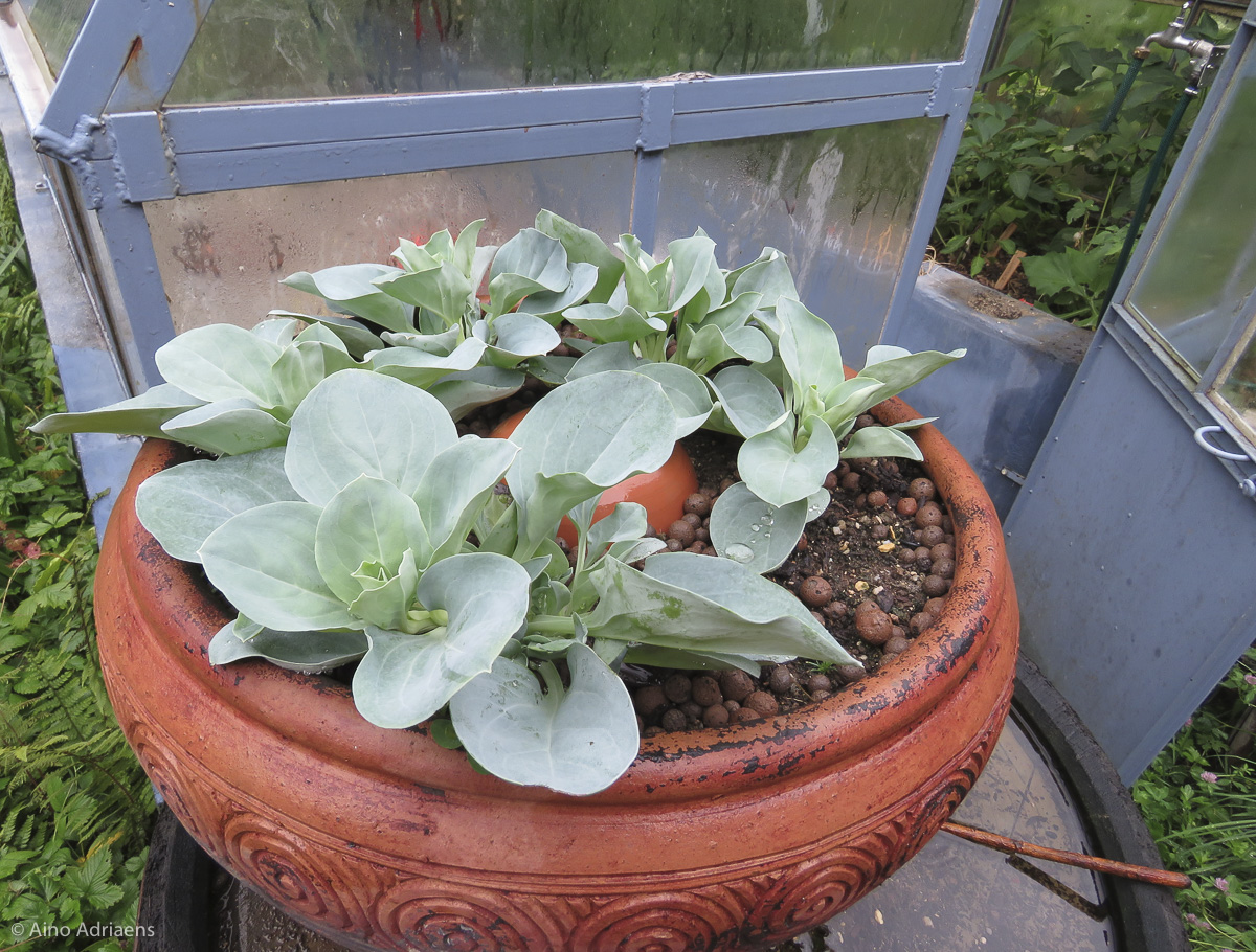 serre bleue fin juillet, avec Mertensia