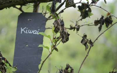 Kiwi & Kiwaï: stop ou encore?