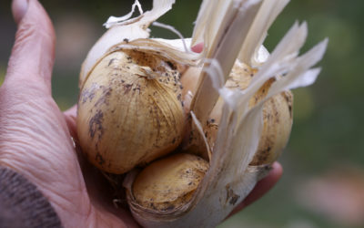 L’ail éléphant-astique