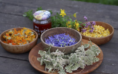 5 juillet 2026-Plantes médicinales: premiers secours