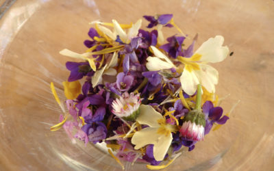 10 mai 2026-Plantes médicinales: détox de printemps