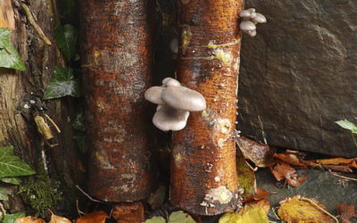 19 avril ou juillet 2026- Cultiver ses champignons