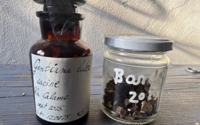 18 octobre 2026-Santé & cuisine- Plantes médicinales: le pouvoir des racines