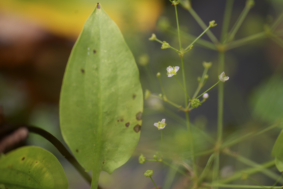 Plantain d'eau