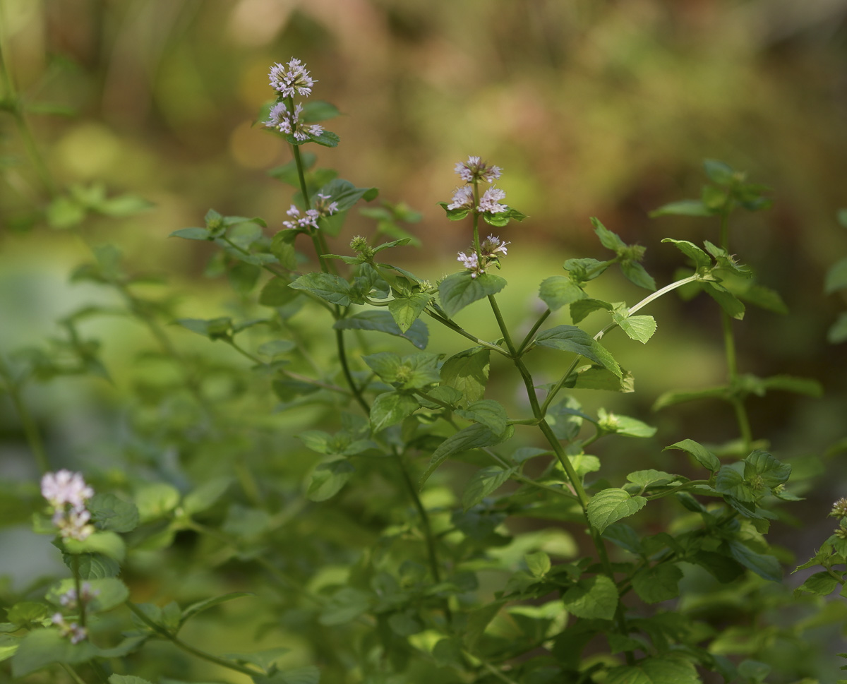 menthe aquatique