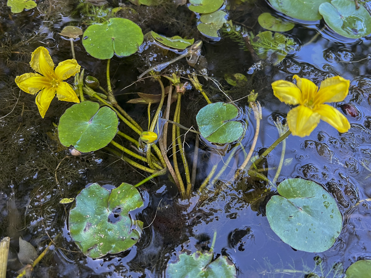 Nymphoides peltata